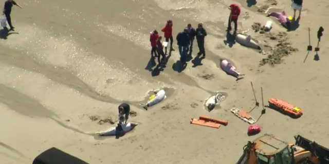 Officials said the dolphins had to be humanely euthanized