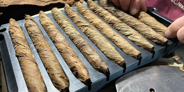 Hand-rolled cigars placed between a press, where they will be set in shape before they're finished with Connecticut-grown tobacco wrapper.