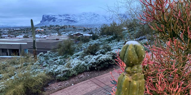 Snow covers shrubs and the top of a cactus on March 2, 2023, east of Phoenix, Ariz.