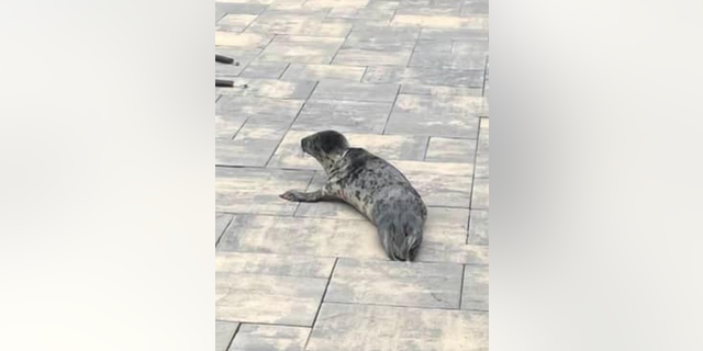 The grey seal pup was spotted by Brick Township police as she was trying to cross Route 35 in New Jersey.