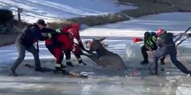 Evergreen Colorado Fire/Rescue team saves an elk that fell through the ice