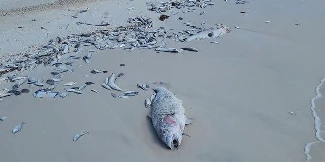 Kematian ikan yang diduga terkait dengan gelombang merah telah dilaporkan di Florida barat daya dalam beberapa pekan terakhir, menurut Komisi Konservasi Ikan dan Margasatwa Florida.