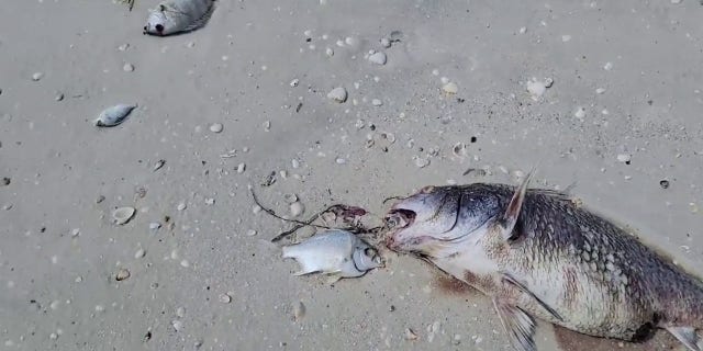 Rekaman yang dibagikan di media sosial menunjukkan makhluk mati di Pantai Fort Myers.