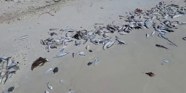 Menurut siaran pers, persetujuan itu diterima pada Senin, 27 Februari, dan Fort Meyers Town menggunakan peralatan dari Lee County mulai Selasa, 28 Februari.