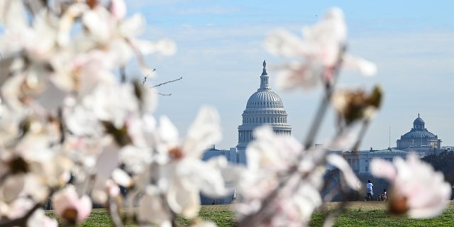 Puncak mekar untuk Washington, DC, pohon ceri diperkirakan pada 22 hingga 25 Maret, menurut National Park Service.