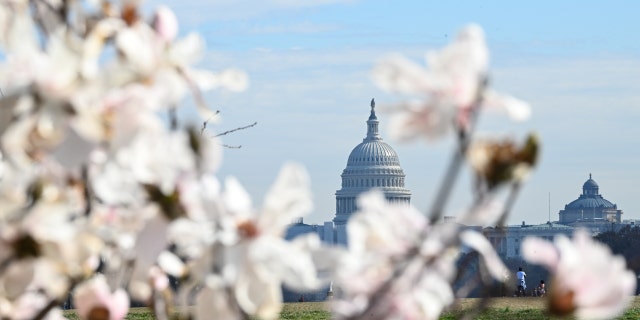 Puncak mekar untuk Washington, DC, pohon ceri diperkirakan pada 22 hingga 25 Maret, menurut National Park Service.