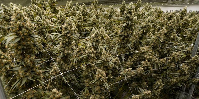 Marijuana plants display buds as they are in the flowering stage at the indoor growing facility of Mockingbird Cannabis in Raymond, Mississippi, on Jan. 20, 2023.