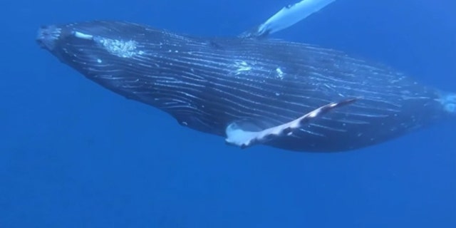 humpback whale