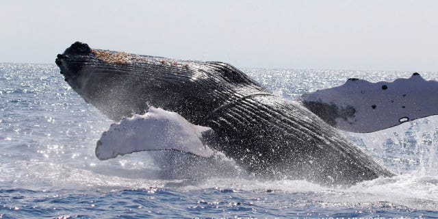 This photo provided by the National Oceanic and Atmospheric Administration shows a humpback whale after it was entangled in heavy line and freed off Hawaii on March 15, 2022.