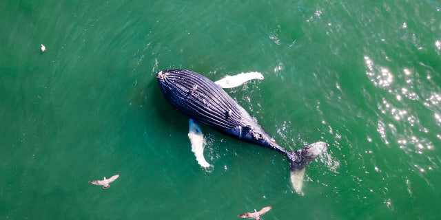 The floating remains of a humpback whale in New Jersey on Wednesday, March 1.