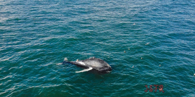 The cause of death is unknown as the whale isn't shore yet.