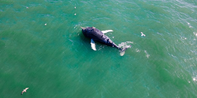 Images of the dead humpback whale floating around 4,500ft off the Jersey Shore coast.