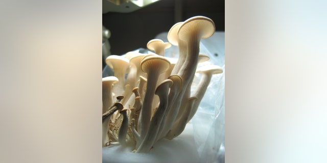 Tradd Cotter believes that white oyster mushrooms are an effective strain to use for mycoremediation in the wake of chemical spills.