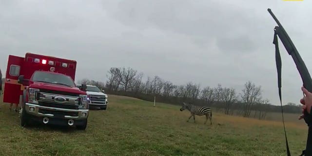 A zebra attacked a man in Ohio, nearly ripping his arm off.