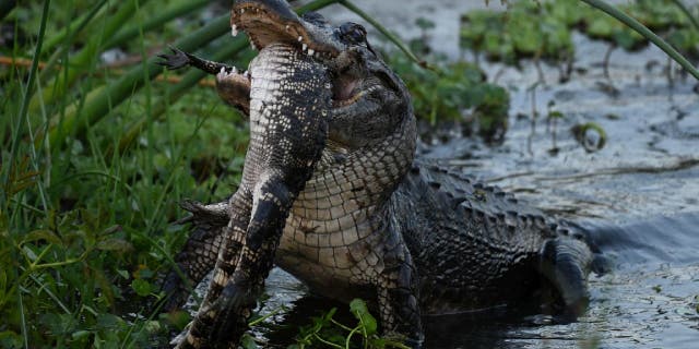 Barbara D'Angelo, a part-time Florida resident, photographed an adult alligator eating what appears to be a smaller alligator or similar reptile, on March 6, 2023.