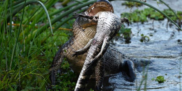 Some internet users have theorized that the predatory alligator Barbara D'Angelo witnessed at Orlando Wetlands Park might have been eating a tegu lizard or another reptile.