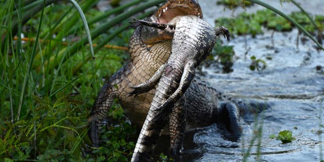 Some internet users have theorized that the predatory alligator Barbara D'Angelo witnessed at Orlando Wetlands Park might have been eating a tegu lizard or another reptile.