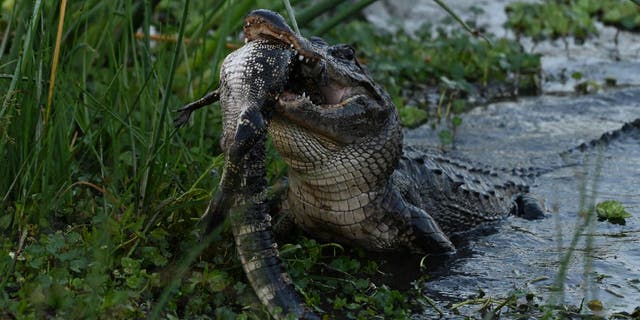 Barbara D'Angelo isn't completely certain if the alligator she saw in Orlando Wetlands Park was eating a smaller alligator, but she thinks it's likely that the mystery animal was a fellow gator.