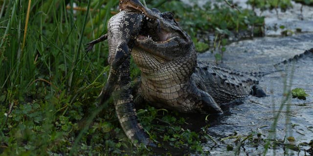 Barbara D'Angelo isn't completely certain if the alligator she saw in Orlando Wetlands Park was eating a smaller alligator, but she thinks it's likely that the mystery animal was a fellow gator.