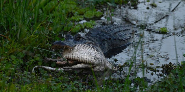 Barbara D'Angelo confirmed to Fox News Digital that the smaller reptile didn't survive the encounter.