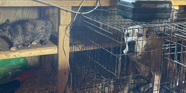 Many of the large dogs were living in small cages where they were unable to stand or turn around.