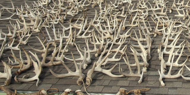 A large collection of deer antlers found by a trio of brothers in Kansas. 