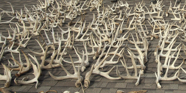 A large collection of deer antlers found by a trio of brothers in Kansas.