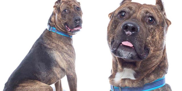 Astro is a 6-year-old terrier mix who won the "best action sequence" award at the Best Friends Animal Society Adoptable Pet Awards 2023.