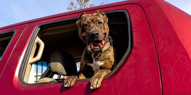 Astro is a 6-year-old terrier mix in Los Angeles. He loves going on car rides, according to the shelter where he lives.