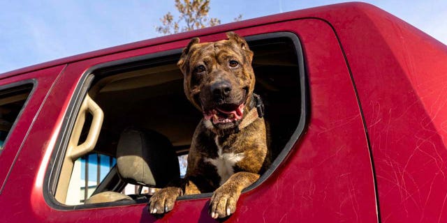 Astro is a 6-year-old terrier mix in Los Angeles. He loves going on car rides, according to the shelter where he lives.