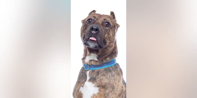 Astro is loving, caring and a real cuddlier, says the shelter where he's currently living.