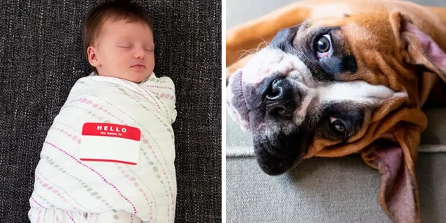 A TikTok viewer is gaining online attention after she announced that her late dog and her child (not pictured) share a name.