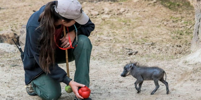 Tikiti, a female baby warthog, was born on Feb. 17. Since her birth, she has been given "around the clock care" by a team of zookeepers at the Dallas Zoo.