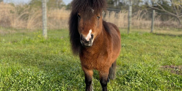 Tuscaloosa police say they received a call around 10 p.m. March 20 about a small pony wandering around near 30th Avenue East and First Street East in the Alberta City suburb.