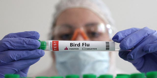 A person holds a test tube labeled "Bird Flu" on Jan 14, 2023. Argentina has detected its first case of bird flu in industrial poultry, prompting the country to halt its poultry exports.