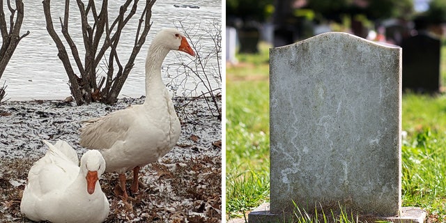 "Geese will typically do best if they are able to live with at least one other goose," according to the website, The Open Santuary Project – a resource for farmed animal sanctuary operation. 