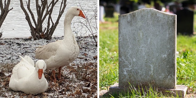 "Geese will typically do best if they are able to live with at least one other goose," according to the website, The Open Santuary Project – a resource for farmed animal sanctuary operation.