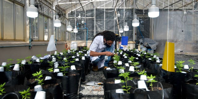 Agricultural engineer Sergio Rocha, 36, works inside a cannabis greenhouse in Brazil on August 18, 2021.