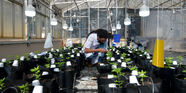 Agricultural engineer Sergio Rocha, 36, works inside a cannabis greenhouse in Brazil on August 18, 2021. 