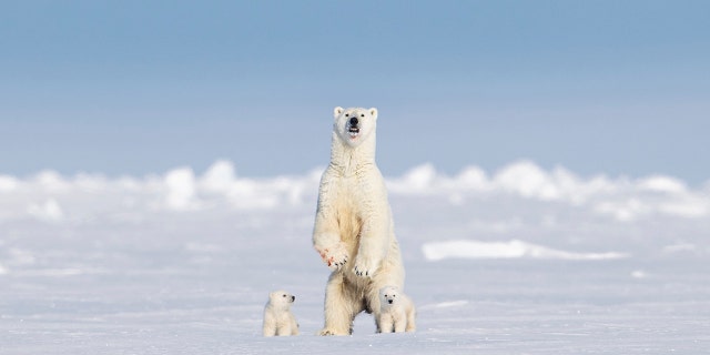 A wildlife photographer captured pictures earlier this week of a polar bear mother standing upright to check out her surroundings.