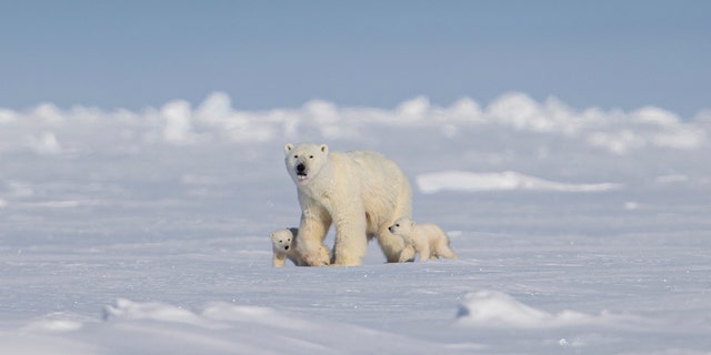 British guide Paul Goldstein observed the polar bear family while on an expedition to Canada on Monday, March 27. "I have guided polar bear safaris and expeditions for 20 years, but this was unique for me," he said of seeing the adult polar bear stand on her hind legs, her two cubs beside her. 