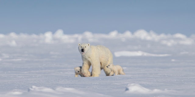 British guide Paul Goldstein observed the polar bear family while on an expedition to Canada on Monday, March 27. "I have guided polar bear safaris and expeditions for 20 years, but this was unique for me," he said of seeing the adult polar bear stand on her hind legs, her two cubs beside her.