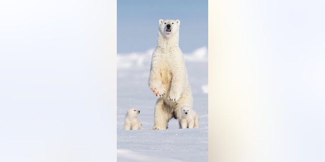 A British guide was leading a party of photographers "a very long way north" in Baffin Island, Canada, when the group spotted these polar bears against the Arctic snow. The sight "gave him goosebumps," said Paul Goldstein. 