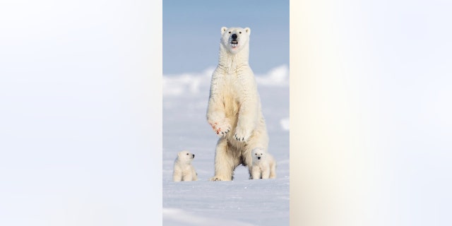 A British guide was leading a party of photographers "a very long way north" in Baffin Island, Canada, when the group spotted these polar bears against the Arctic snow. The sight "gave him goosebumps," said Paul Goldstein.