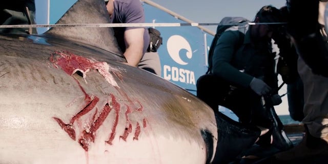 The organization said Maple has a distinctive wound on the left side of her body, which the team believes is from an interaction with another larger white shark.