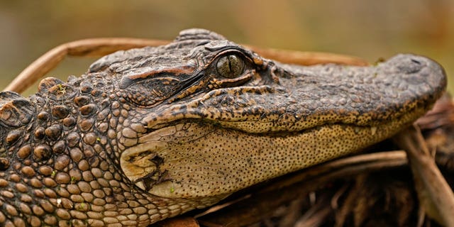 A federal judge ruled that California lacks the authority to ban imports and sales of alligator and crocodile products.