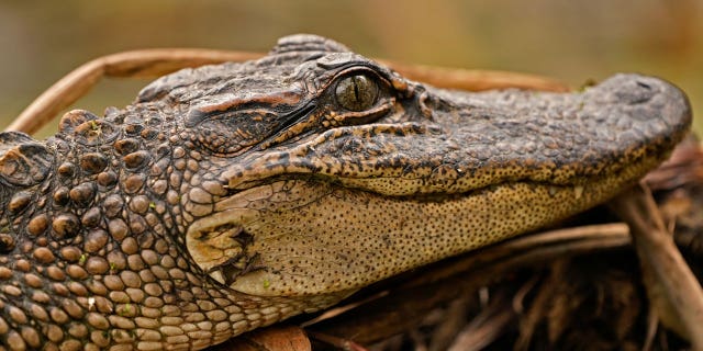 A federal judge ruled that California lacks the authority to ban imports and sales of alligator and crocodile products.