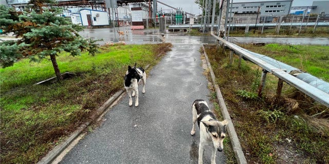 The survival of wild dogs near the Chernobyl disaster site in Ukraine may give researchers insight into what humans may be able to do in similar situations.