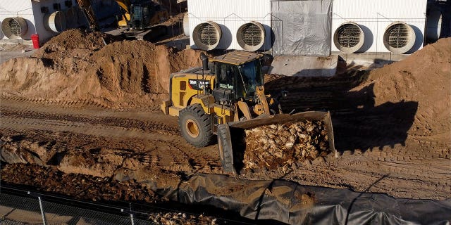 A backhoe carries dead chickens to a pit at a poultry farm on March 15, 2023, after Chilean authorities confirmed the country's first outbreak of avian flu.