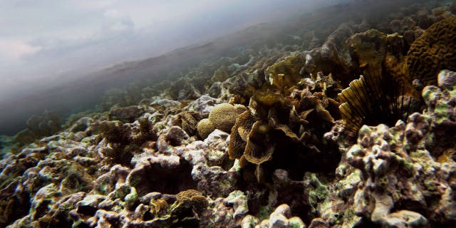 A coral grows under in the Caribbean Ocean along Caye Caulker near the second largest barrier reef that runs along the coast of Belize, on Dec. 15, 2009.
